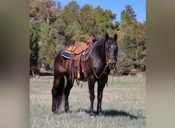 Caballo cuarto de milla, Caballo castrado, 10 años, 152 cm, Castaño rojizo