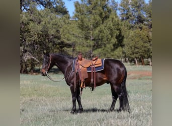 Caballo cuarto de milla, Caballo castrado, 10 años, 152 cm, Castaño rojizo