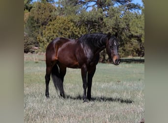 Caballo cuarto de milla, Caballo castrado, 10 años, 152 cm, Castaño rojizo