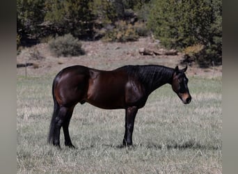 Caballo cuarto de milla, Caballo castrado, 10 años, 152 cm, Castaño rojizo