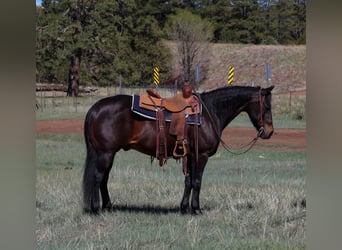 Caballo cuarto de milla, Caballo castrado, 10 años, 152 cm, Castaño rojizo