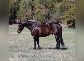 Caballo cuarto de milla, Caballo castrado, 10 años, 152 cm, Castaño rojizo