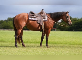 Caballo cuarto de milla, Caballo castrado, 10 años, 152 cm, Castaño rojizo
