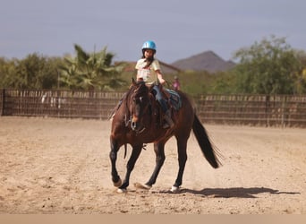 Caballo cuarto de milla, Caballo castrado, 10 años, 152 cm, Castaño rojizo