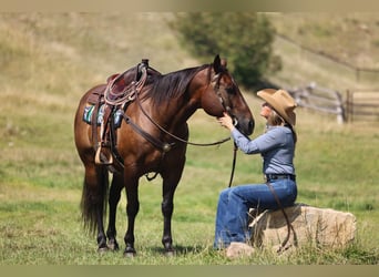 Caballo cuarto de milla, Caballo castrado, 10 años, 152 cm, Castaño rojizo