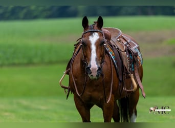 Caballo cuarto de milla, Caballo castrado, 10 años, 152 cm, Castaño rojizo