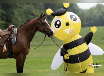 Caballo cuarto de milla, Caballo castrado, 10 años, 152 cm, Castaño rojizo