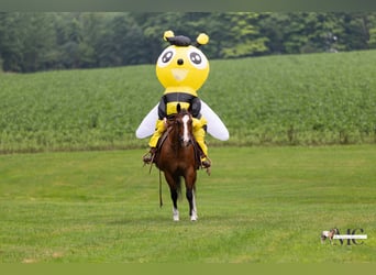 Caballo cuarto de milla, Caballo castrado, 10 años, 152 cm, Castaño rojizo