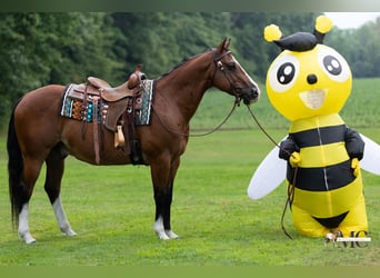Caballo cuarto de milla, Caballo castrado, 10 años, 152 cm, Castaño rojizo