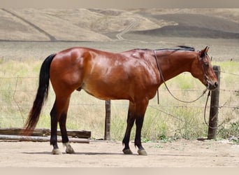 Caballo cuarto de milla, Caballo castrado, 10 años, 152 cm, Castaño rojizo