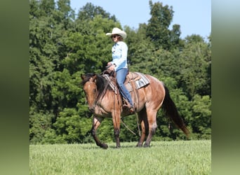 Caballo cuarto de milla, Caballo castrado, 10 años, 152 cm, Castaño-ruano