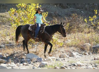 Caballo cuarto de milla, Caballo castrado, 10 años, 152 cm, Castaño-ruano