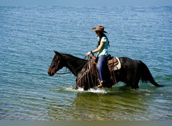 Caballo cuarto de milla, Caballo castrado, 10 años, 152 cm, Castaño-ruano
