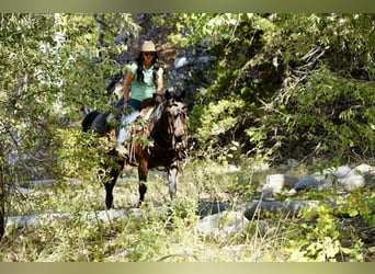 Caballo cuarto de milla, Caballo castrado, 10 años, 152 cm, Castaño-ruano