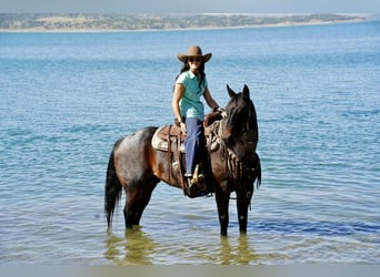 Caballo cuarto de milla, Caballo castrado, 10 años, 152 cm, Castaño-ruano