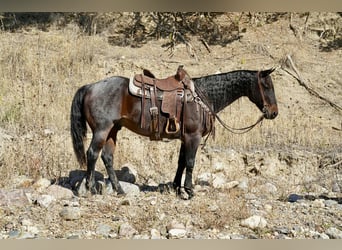 Caballo cuarto de milla, Caballo castrado, 10 años, 152 cm, Castaño-ruano