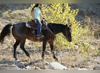 Caballo cuarto de milla, Caballo castrado, 10 años, 152 cm, Castaño-ruano