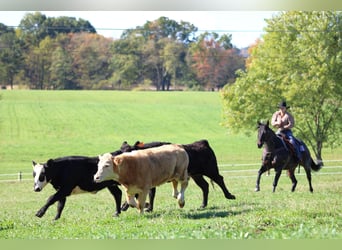 Caballo cuarto de milla, Caballo castrado, 10 años, 152 cm, Castaño-ruano