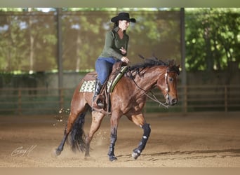 Caballo cuarto de milla, Caballo castrado, 10 años, 152 cm, Castaño-ruano