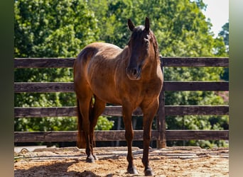 Caballo cuarto de milla, Caballo castrado, 10 años, 152 cm, Negro
