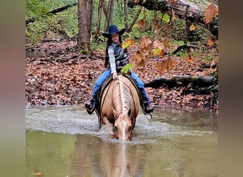 Caballo cuarto de milla, Caballo castrado, 10 años, 152 cm, Palomino