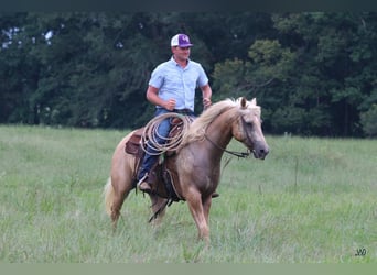 Caballo cuarto de milla, Caballo castrado, 10 años, 152 cm, Palomino