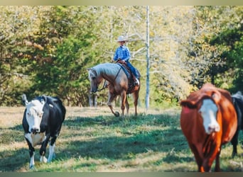 Caballo cuarto de milla, Caballo castrado, 10 años, 152 cm, Palomino