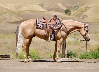 Caballo cuarto de milla, Caballo castrado, 10 años, 152 cm, Palomino