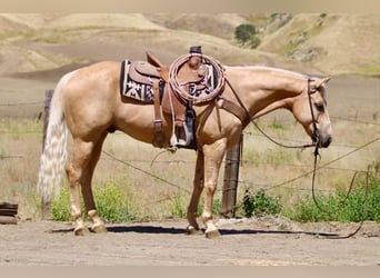 Caballo cuarto de milla, Caballo castrado, 10 años, 152 cm, Palomino