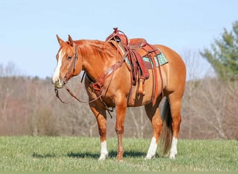 Caballo cuarto de milla, Caballo castrado, 10 años, 152 cm, Red Dun/Cervuno