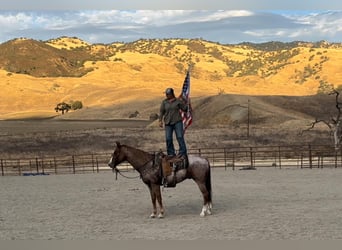 Caballo cuarto de milla, Caballo castrado, 10 años, 152 cm, Ruano alazán