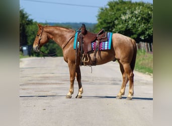 Caballo cuarto de milla, Caballo castrado, 10 años, 152 cm, Ruano alazán