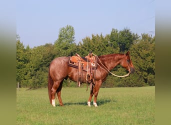Caballo cuarto de milla, Caballo castrado, 10 años, 152 cm, Ruano alazán
