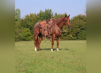 Caballo cuarto de milla, Caballo castrado, 10 años, 152 cm, Ruano alazán