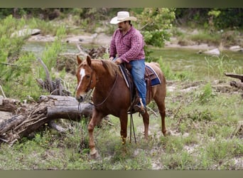 Caballo cuarto de milla, Caballo castrado, 10 años, 152 cm, Ruano alazán