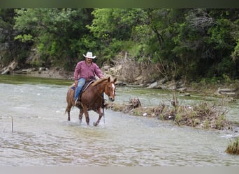 Caballo cuarto de milla, Caballo castrado, 10 años, 152 cm, Ruano alazán