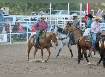 Caballo cuarto de milla, Caballo castrado, 10 años, 152 cm, Ruano alazán