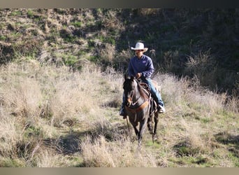 Caballo cuarto de milla, Caballo castrado, 10 años, 152 cm, Ruano azulado