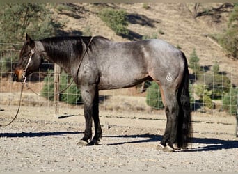 Caballo cuarto de milla, Caballo castrado, 10 años, 152 cm, Ruano azulado