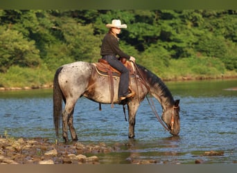 Caballo cuarto de milla, Caballo castrado, 10 años, 152 cm, Ruano azulado