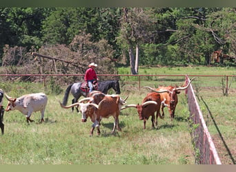 Caballo cuarto de milla, Caballo castrado, 10 años, 152 cm, Ruano azulado