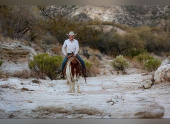 Caballo cuarto de milla, Caballo castrado, 10 años, 152 cm, Tobiano-todas las-capas