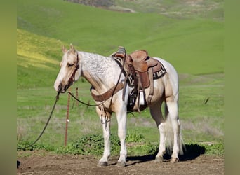 Caballo cuarto de milla, Caballo castrado, 10 años, 152 cm, Tobiano-todas las-capas