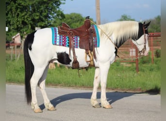 Caballo cuarto de milla, Caballo castrado, 10 años, 152 cm, Tobiano-todas las-capas