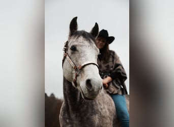 Caballo cuarto de milla, Caballo castrado, 10 años, 153 cm, Tordo picazo