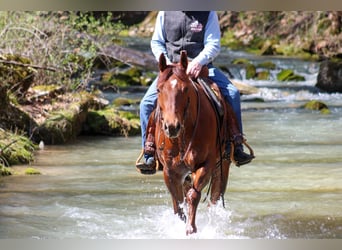 Caballo cuarto de milla, Caballo castrado, 10 años, 155 cm, Alazán-tostado