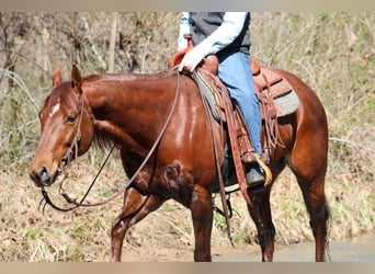 Caballo cuarto de milla, Caballo castrado, 10 años, 155 cm, Alazán-tostado