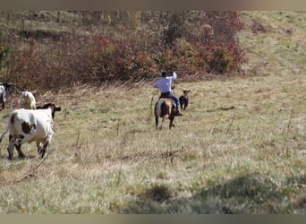 Caballo cuarto de milla, Caballo castrado, 10 años, 155 cm, Bayo