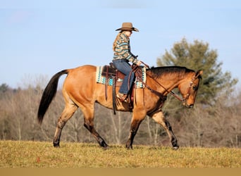 Caballo cuarto de milla, Caballo castrado, 10 años, 155 cm, Buckskin/Bayo