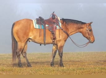 Caballo cuarto de milla, Caballo castrado, 10 años, 155 cm, Buckskin/Bayo